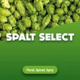 Rohhopfen Spalt Select 100 g